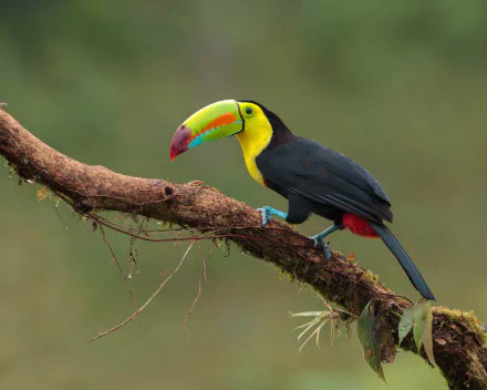 toucan Animal Keel-billed Toucan HD Desktop Wallpaper | Background Image