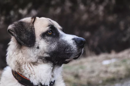 Close-up portrait of a Kangal Shepherd Dog with a focused gaze, captured in HD quality as a desktop wallpaper background.