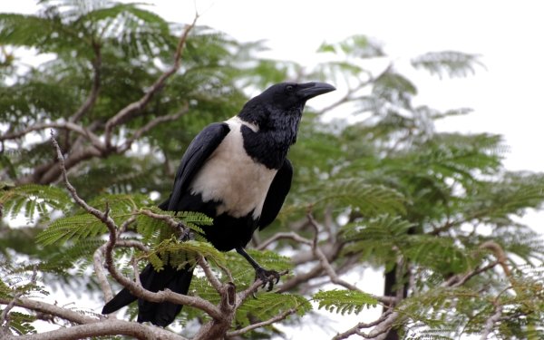 Animal Pied Crow Birds Crows HD Wallpaper | Background Image