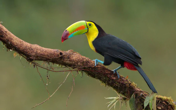toucan Animal Keel-billed Toucan HD Desktop Wallpaper | Background Image