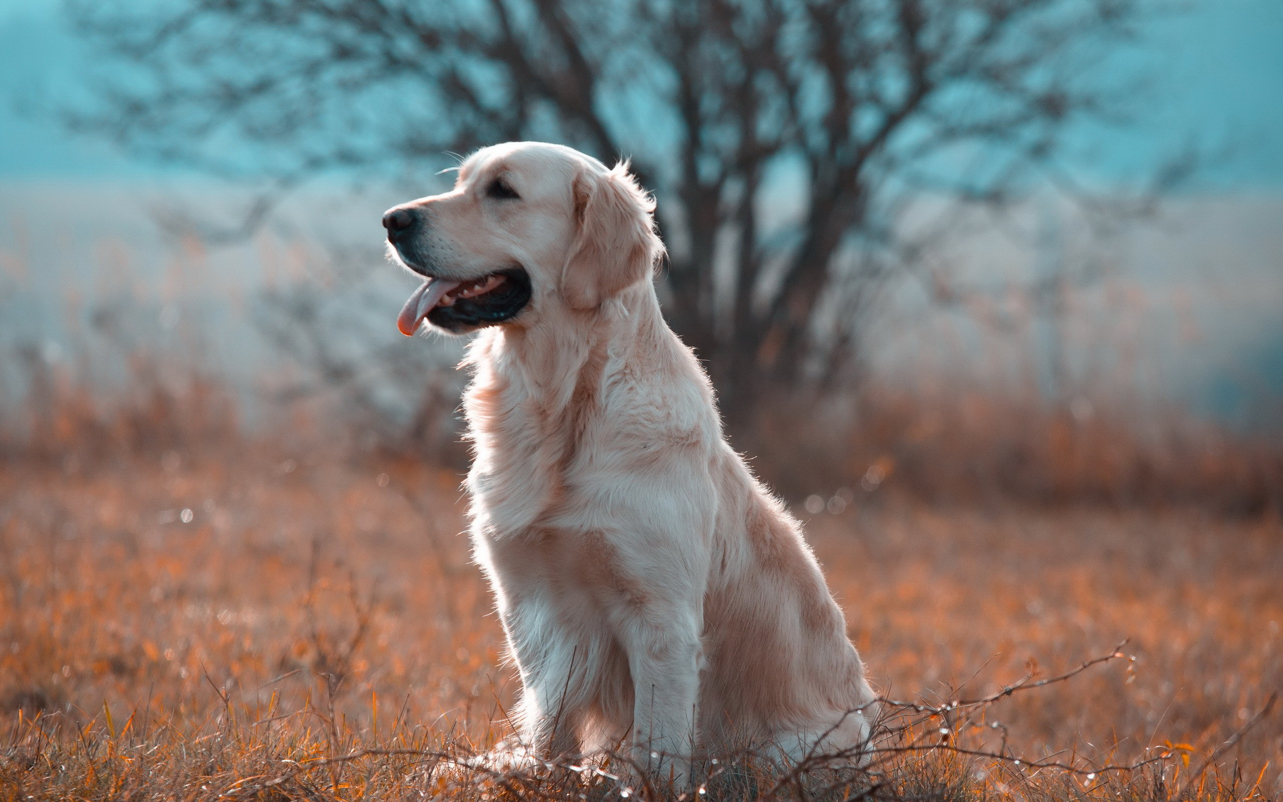HD Wallpaper Of A Golden Retriever In Serene Nature HD Wallpaper Of A Golden Retriever In Serene Nature