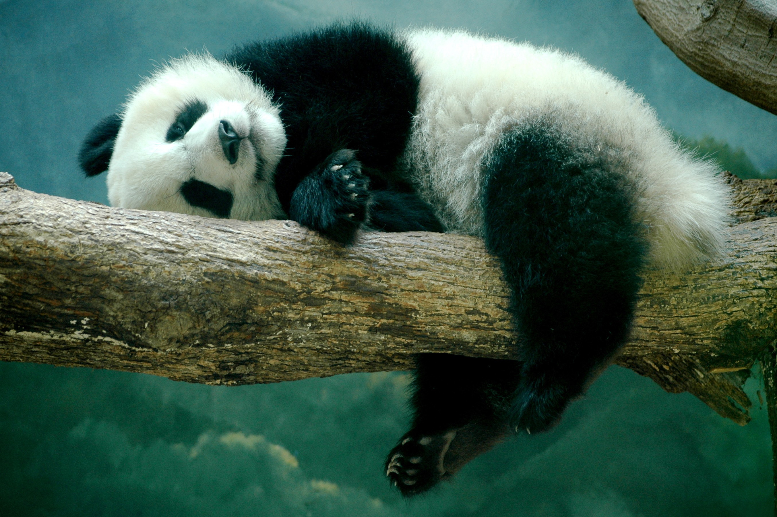 Panda Full Hd Papel De Parede And Background Image 2707x1800 Id588525