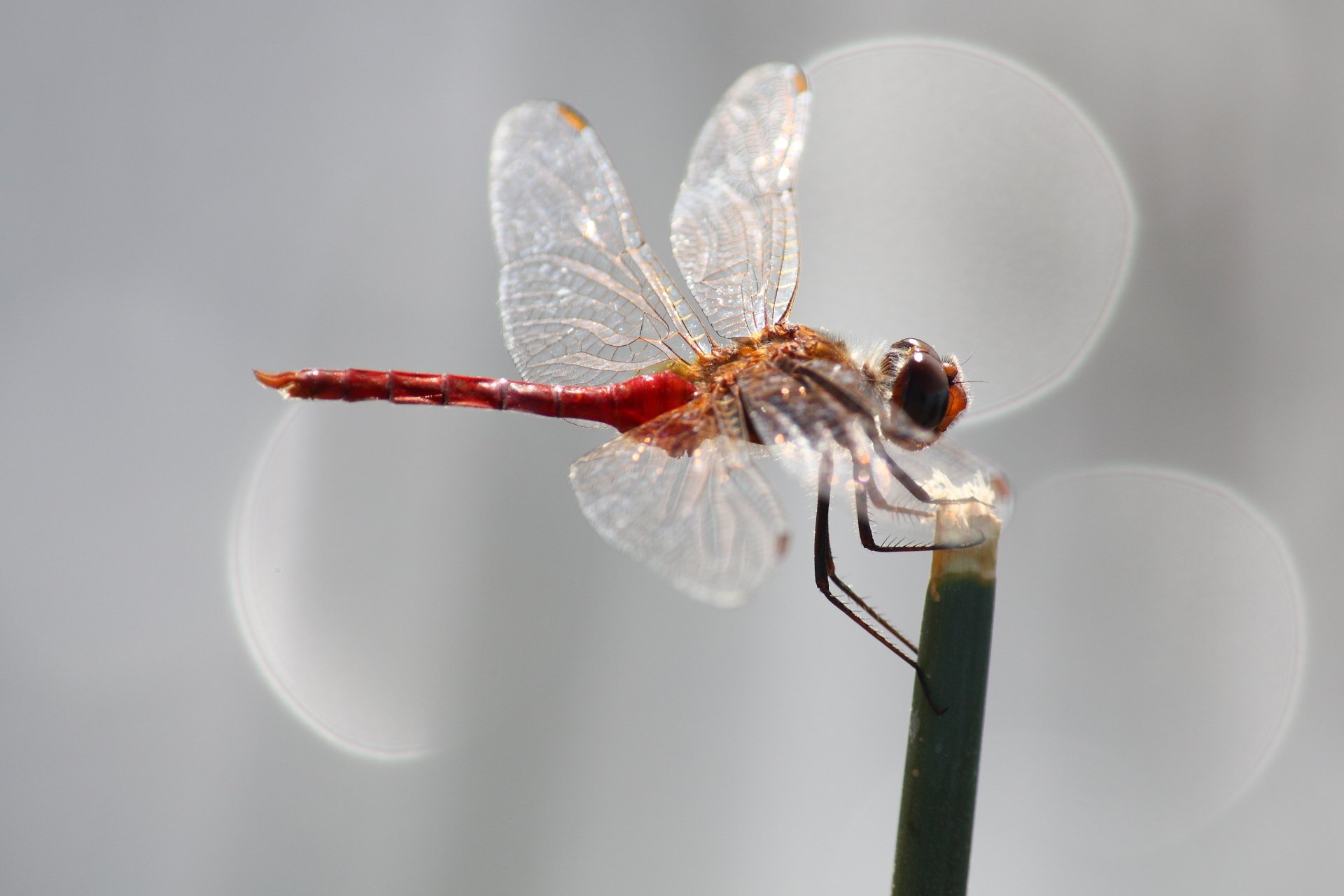 Download Animal Dragonfly HD Wallpaper