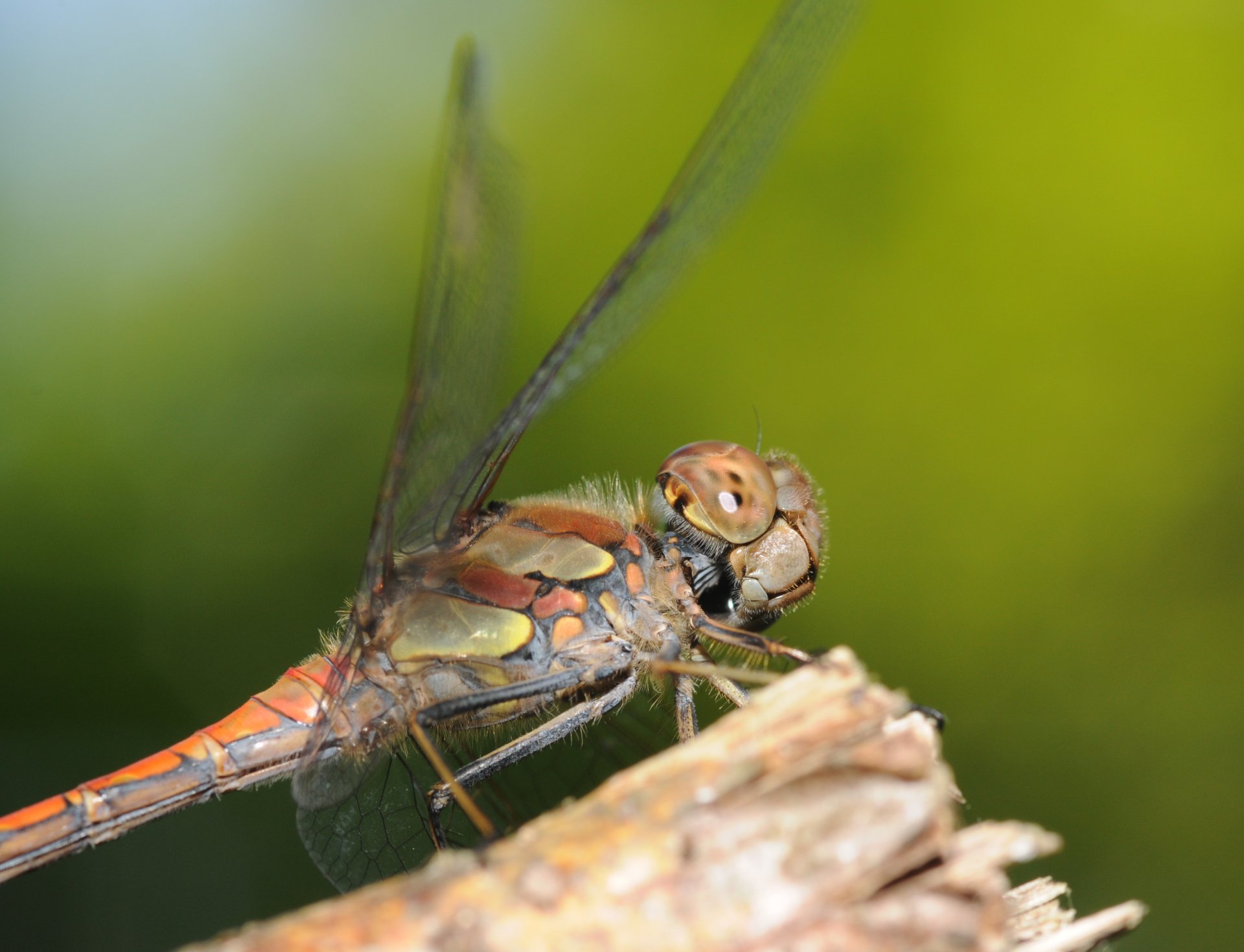 Download Animal Dragonfly HD Wallpaper