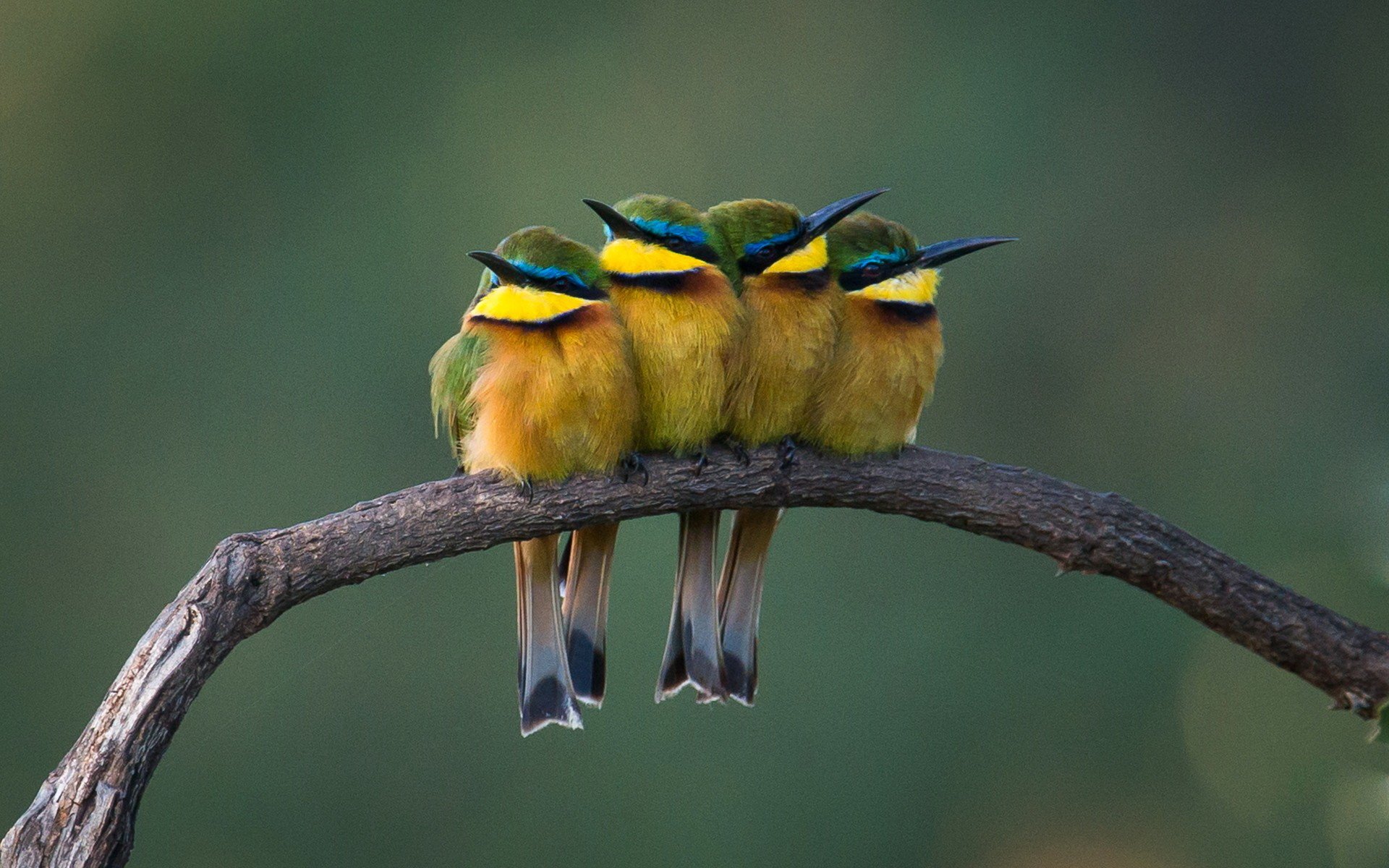 Download Animal Bee-eater HD Wallpaper