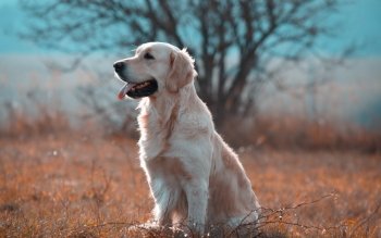 88+ Golden Retriever Wallpaper