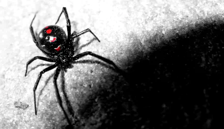 Animal Redback spider HD Desktop Wallpaper | Background Image
