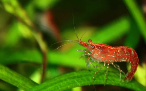 Cherry Shrimp