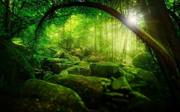 Nature Forest Moss Stone Sunbeam Germany Bavaria HD Wallpaper | Background Image
