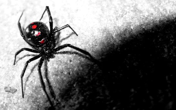 Animal Redback spider HD Desktop Wallpaper | Background Image