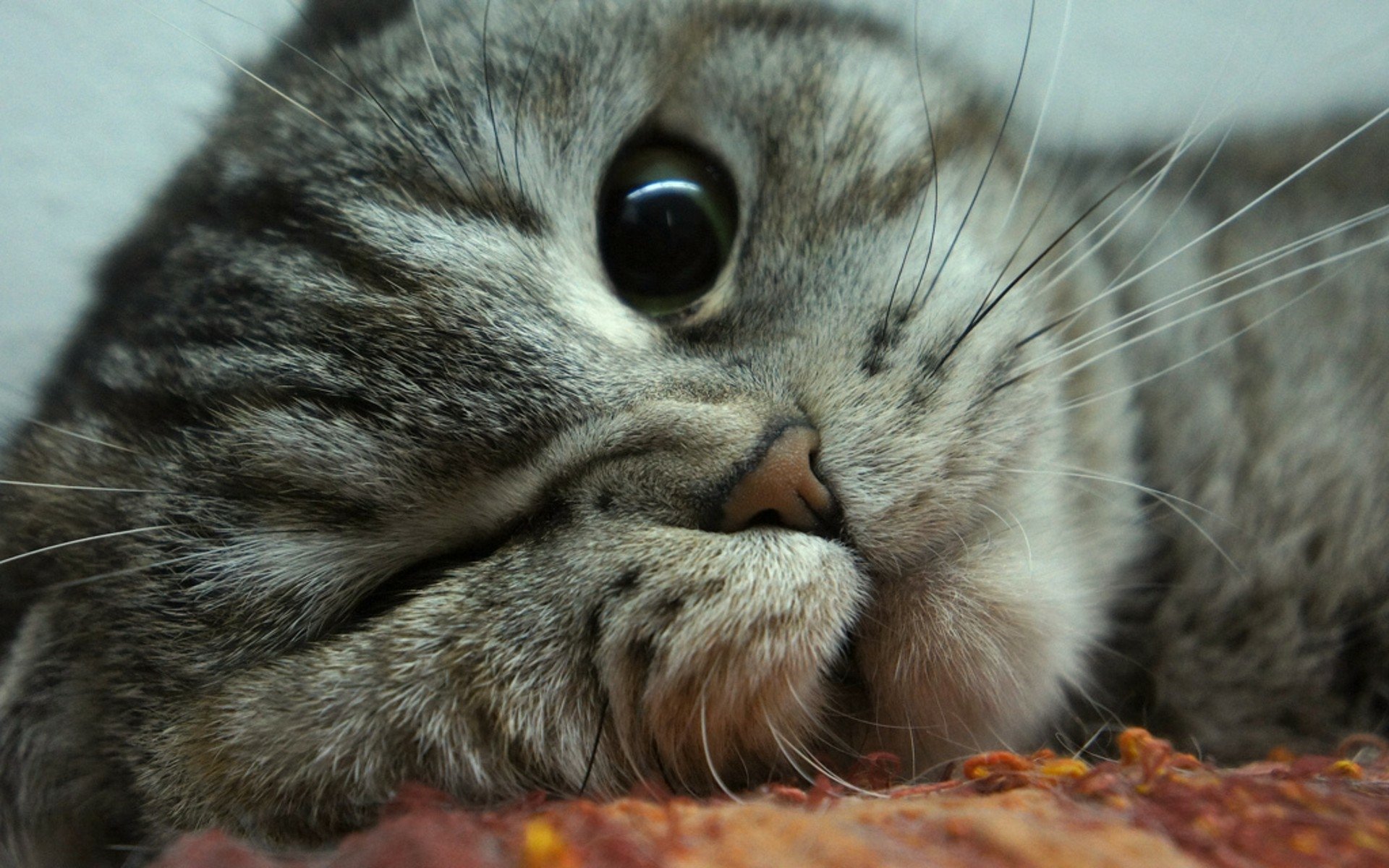 9300+ Kedi HD Duvar kağıtları Arka Planlar 9300+ Kedi HD Duvar kağıtları Arka Planlar