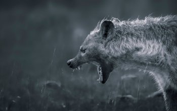 9 Hyena HD Wallpapers | Background Images - Wallpaper Abyss