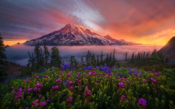 Nature Mount Rainier Mountains Tahoma Sunrise Flower Landscape Mountain Cascade Range Washington Glow Fog HD Wallpaper | Background Image