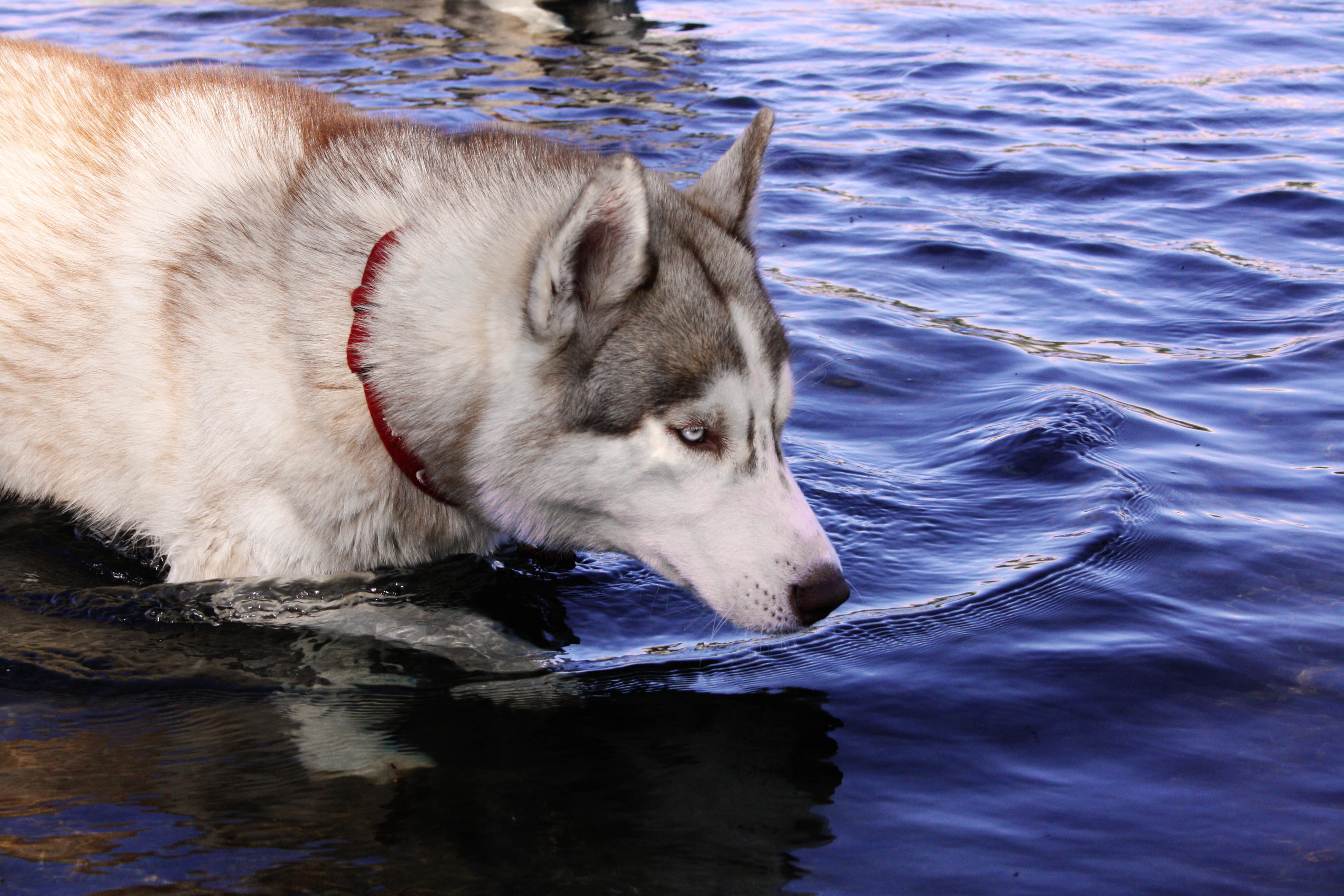 Animal Husky 4k Ultra HD Wallpaper