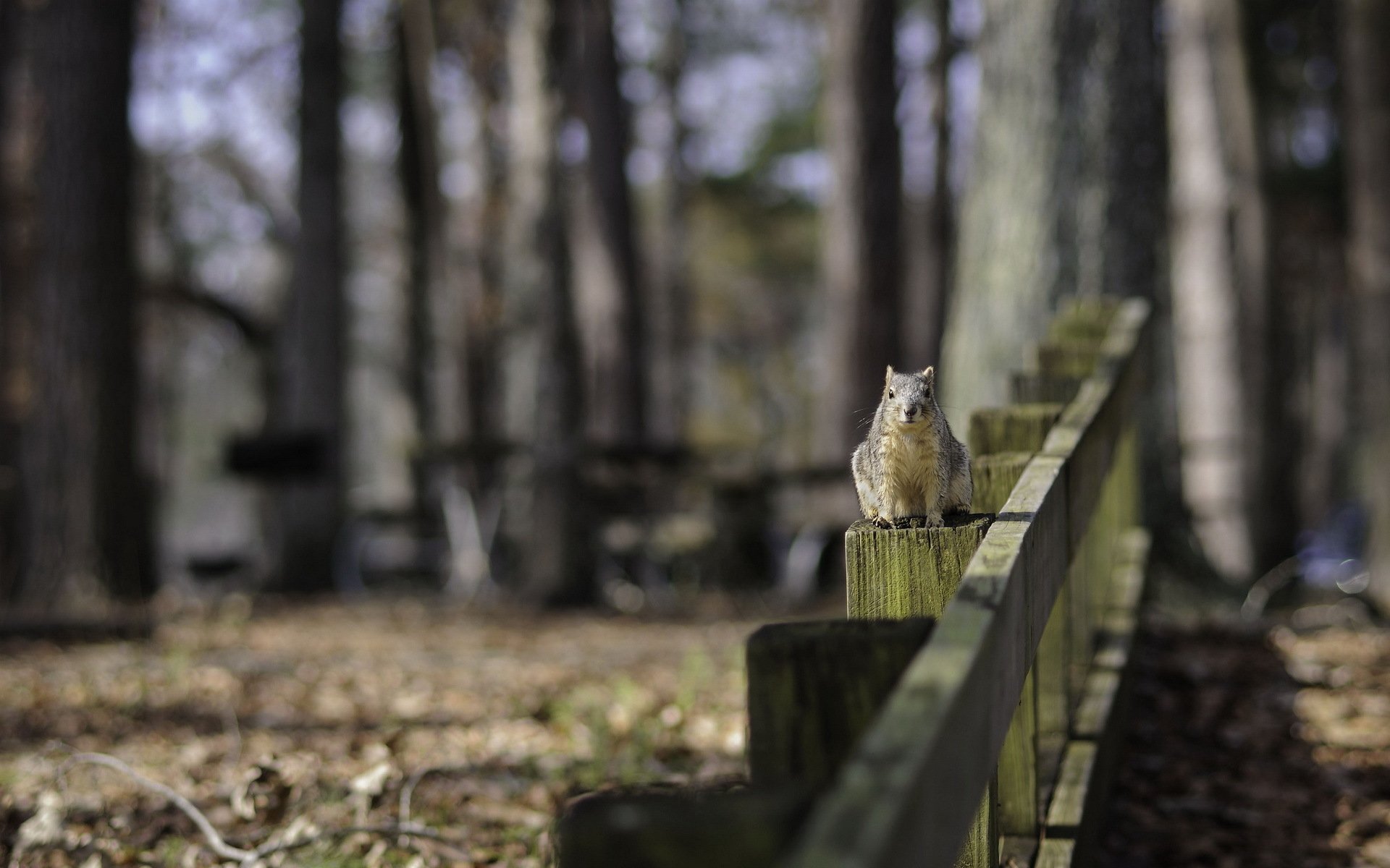 Download Animal Squirrel HD Wallpaper