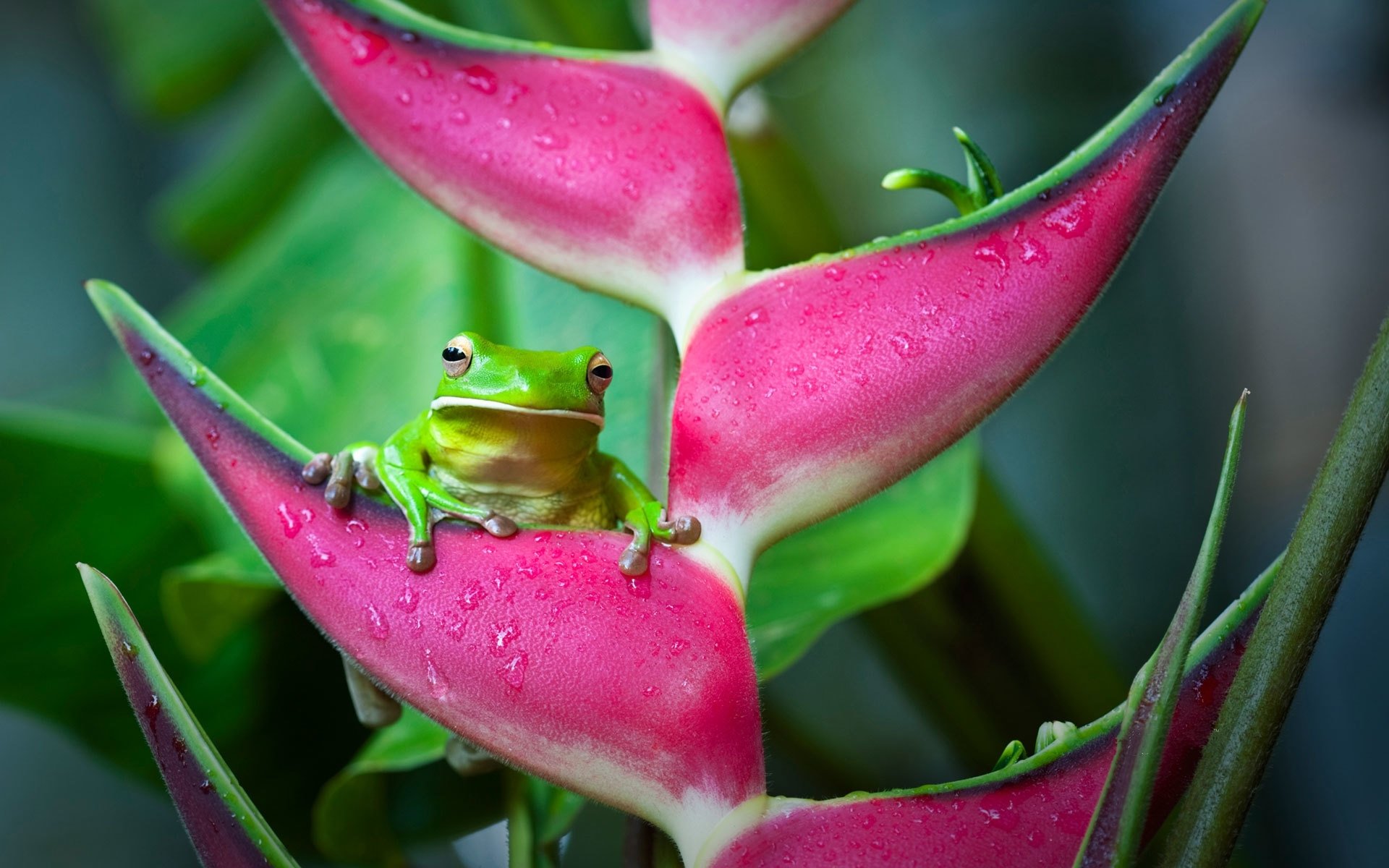 Download Animal Tree Frog HD Wallpaper