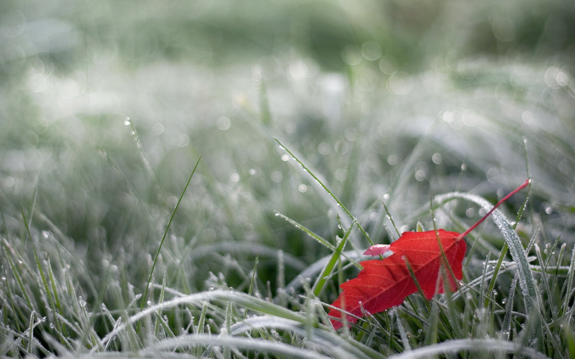 Download Nature Leaf HD Wallpaper