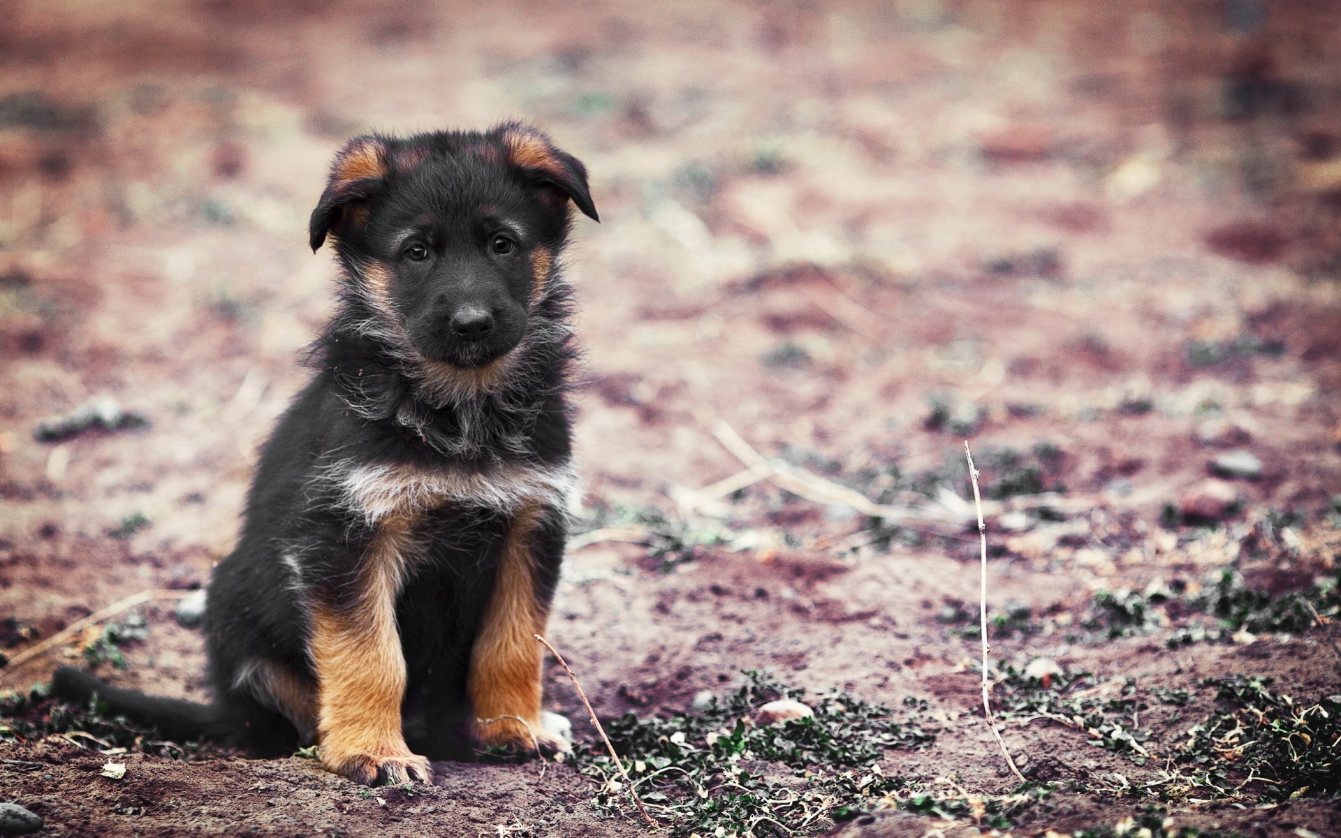 A cute German Shepherd puppy sits on a dirt surface, showcasing its fluffy black and tan fur. This HD wallpaper captures the charm of this playful animal.