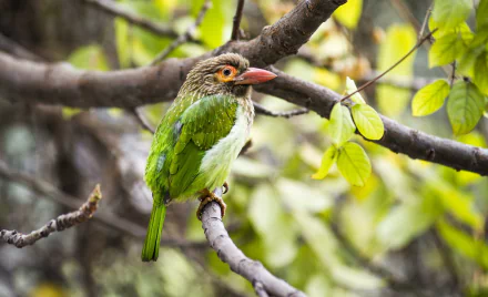  Large Green Barbet by Simon de Trey-White