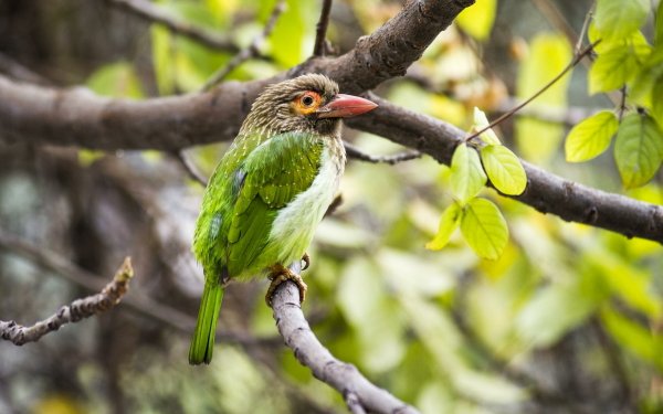 Animal Barbet Birds Large Green Barbet Picidae Branch Bokeh HD Wallpaper | Background Image