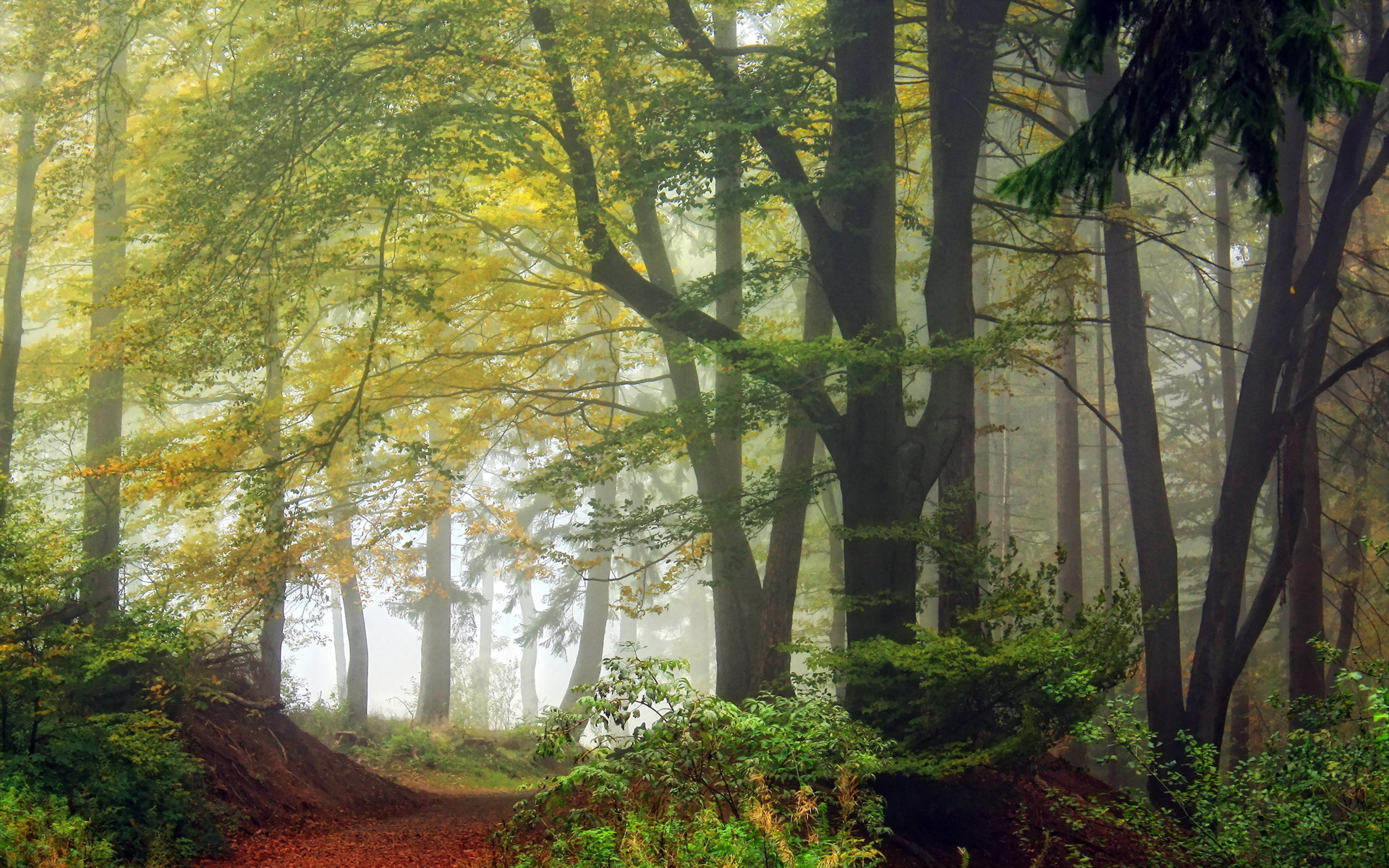 Download Nature Forest HD Wallpaper