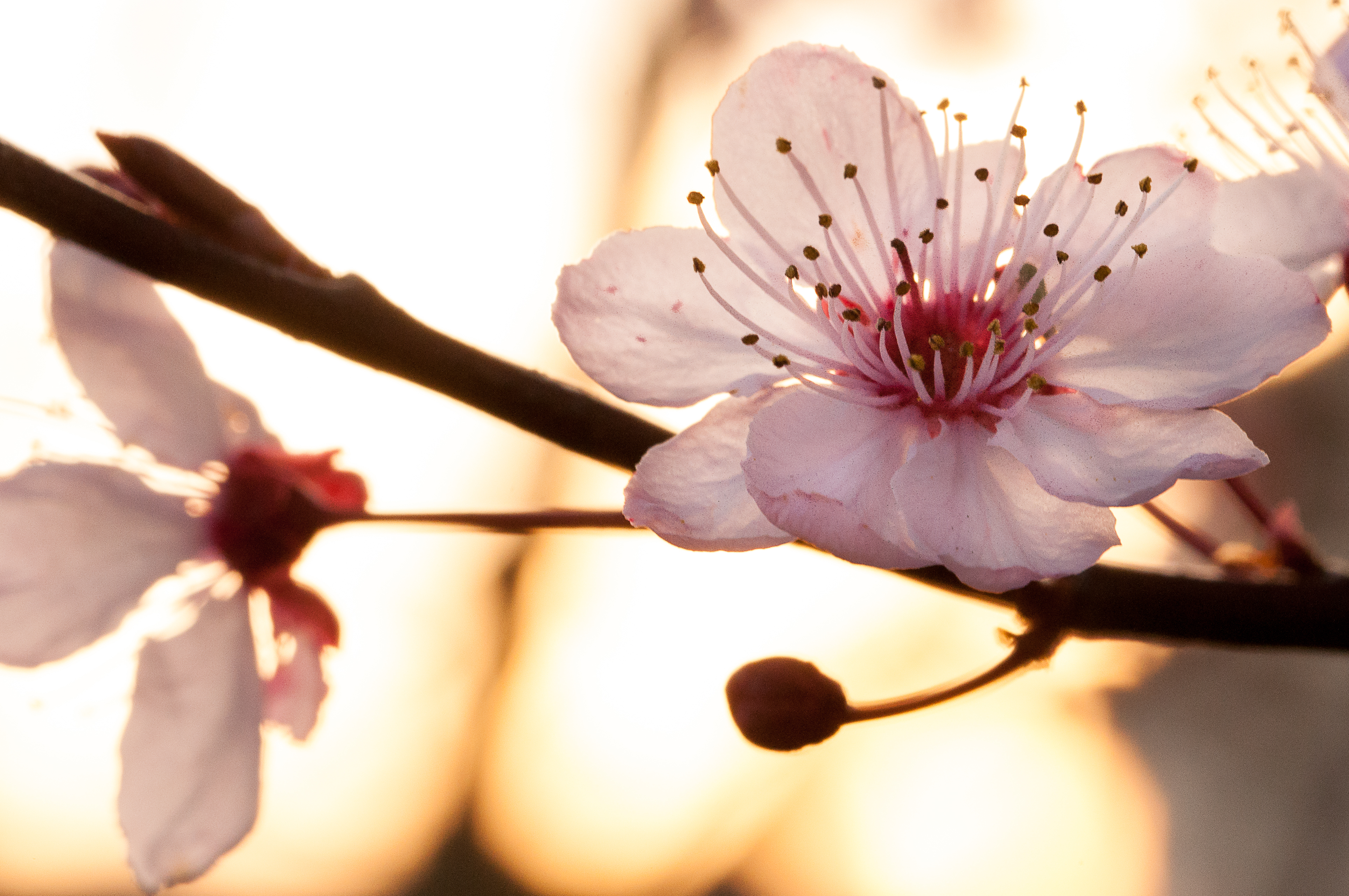 Nature Blossom HD Wallpaper | Background Image