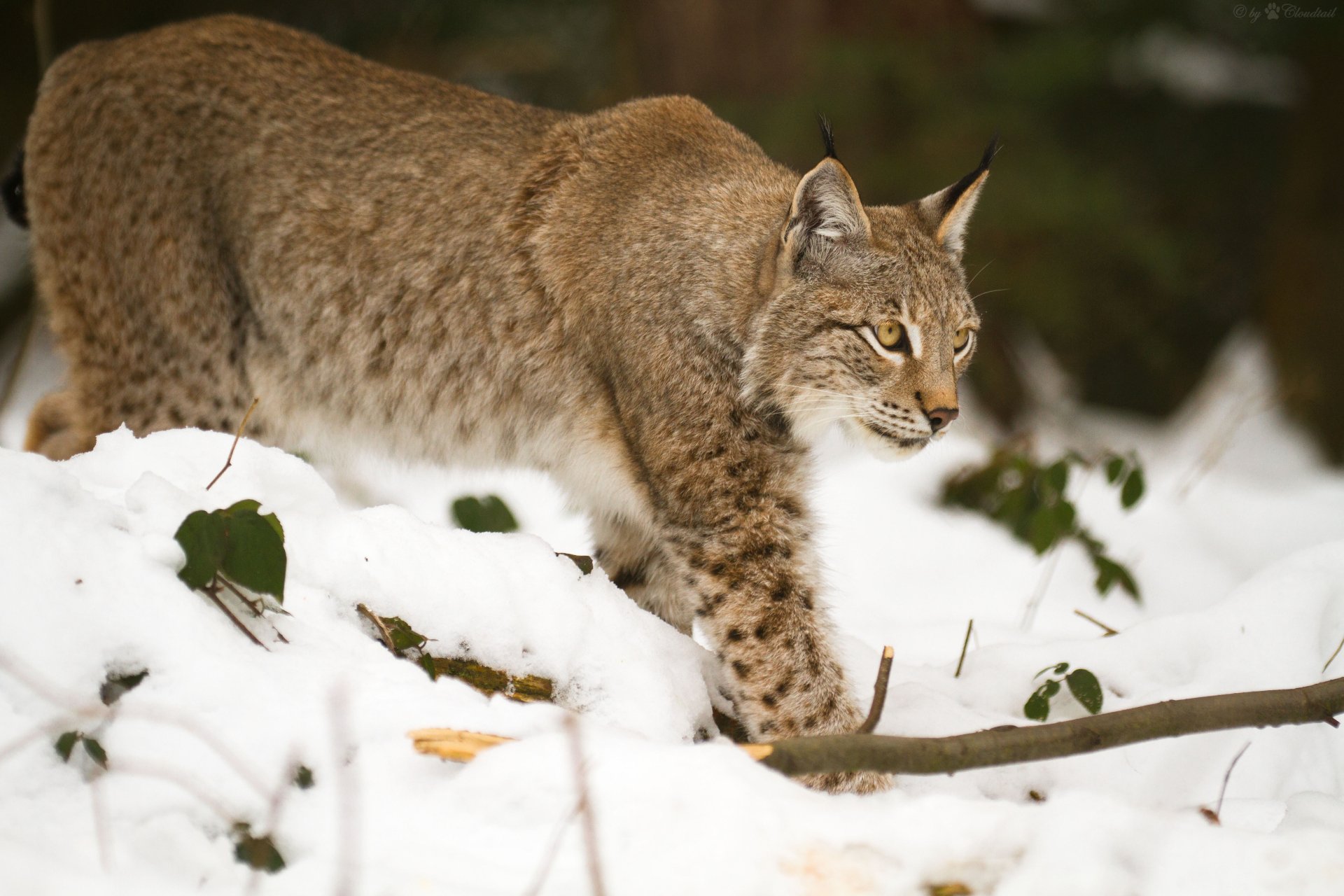 Download Animal Lynx 4k Ultra HD Wallpaper