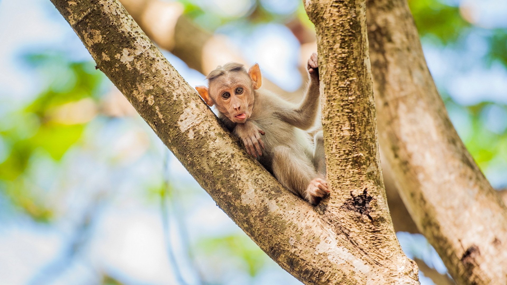 Download Animal Monkey HD Wallpaper
