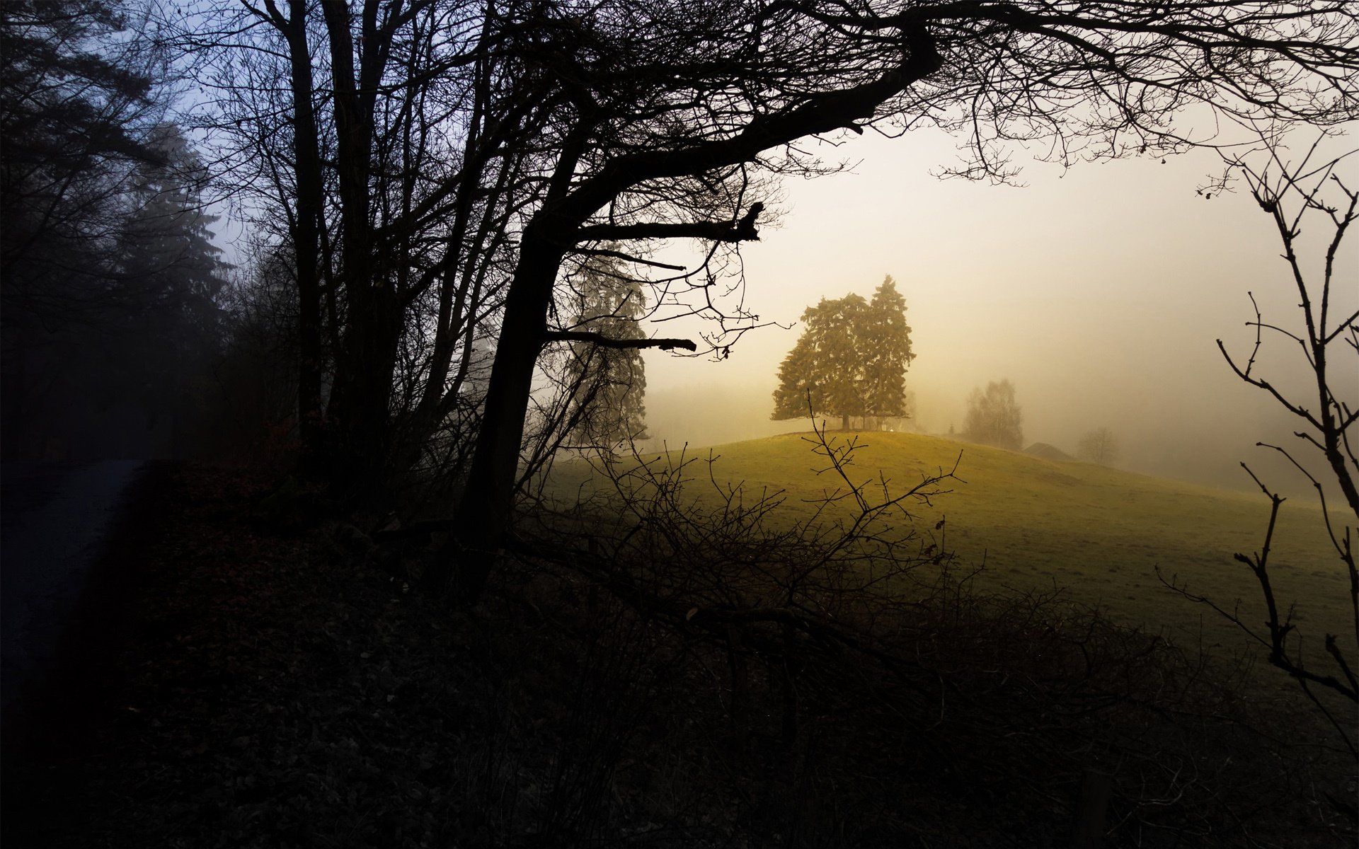 Download Nature Fog HD Wallpaper | 1920x1200 | Wallpaper Abyss