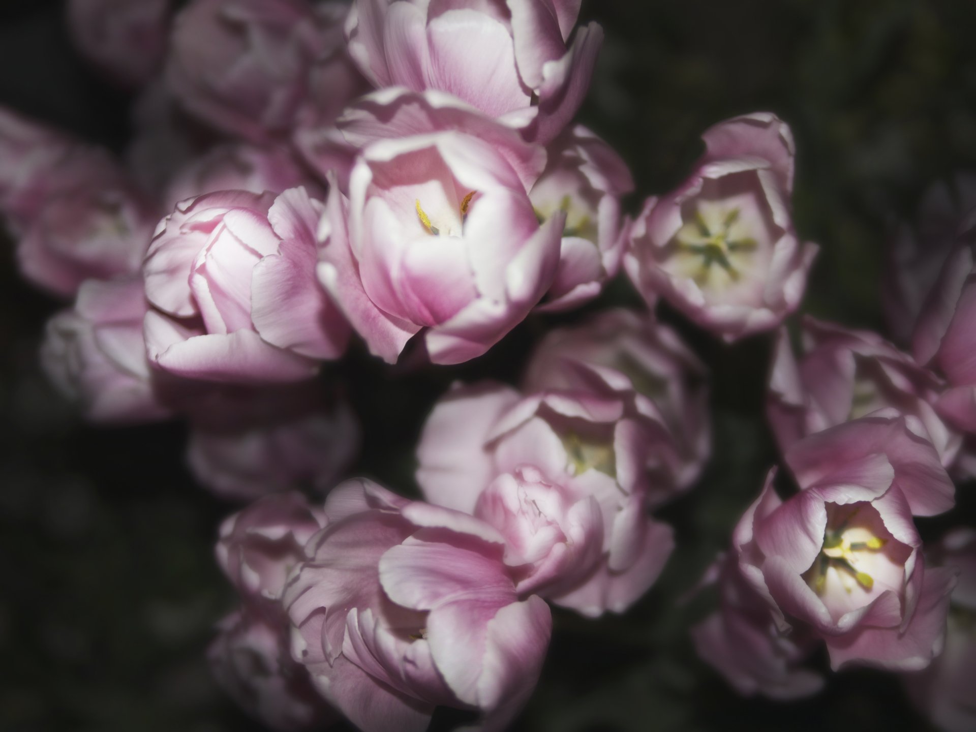 Download Petal Bud Flower Nature Tulip 4k Ultra HD Wallpaper ...