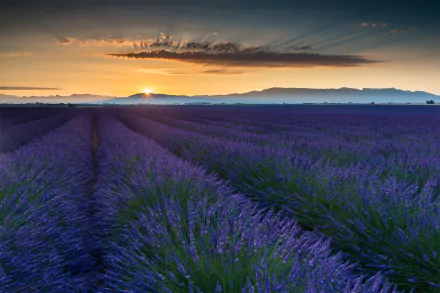 HD desktop wallpaper of a vast lavender field at sunset, with rows of vibrant purple blooms stretching toward distant mountains under a colorful sky.