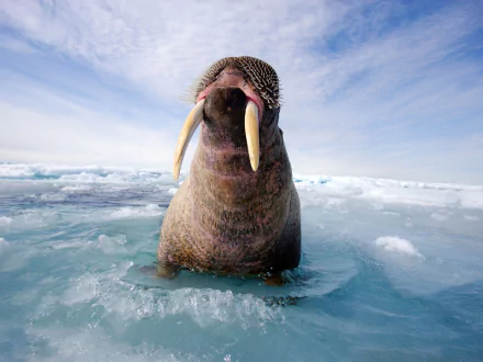 Animal walrus HD Desktop Wallpaper | Background Image