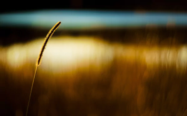 Macro photography HD PC desktop wallpaper and background: a single golden grass seed head in sharp focus against warm blurred bokeh and a cool blue band across the top.