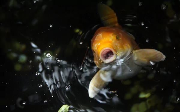 Animal koi HD Desktop Wallpaper | Background Image