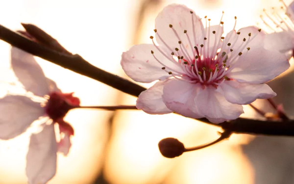  Prunus Blossom