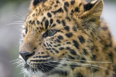  Young Leopardess
