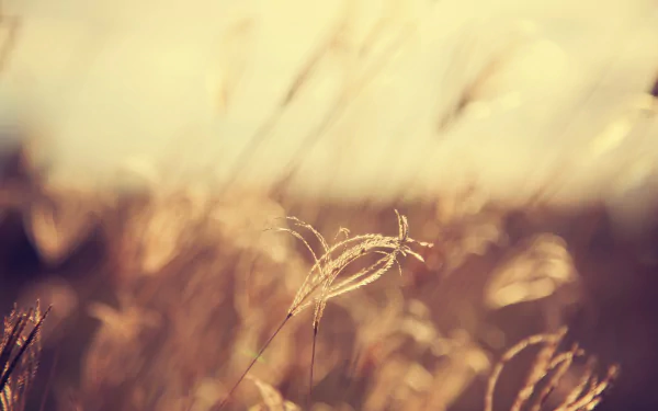 photography macro HD Desktop Wallpaper | Background Image