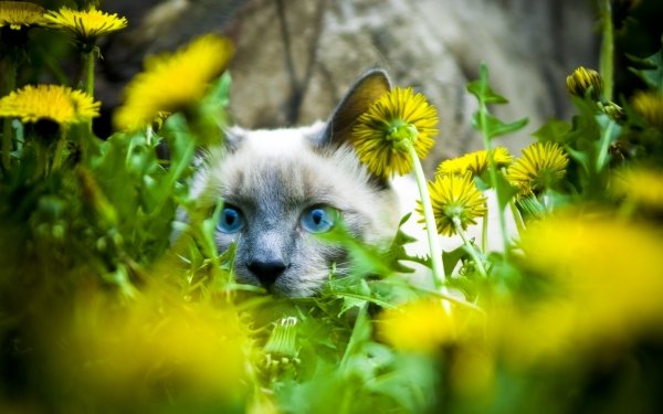 Animal Cat Cats Dandelion HD Wallpaper | Background Image