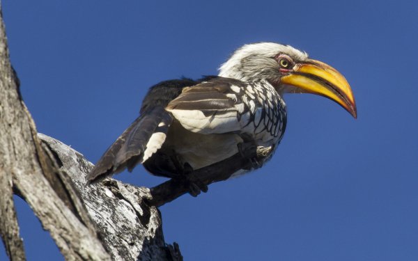 Animal Hornbill Birds Hornbills Southern Yellow-billed Hornbill Zimbabwe HD Wallpaper | Background Image