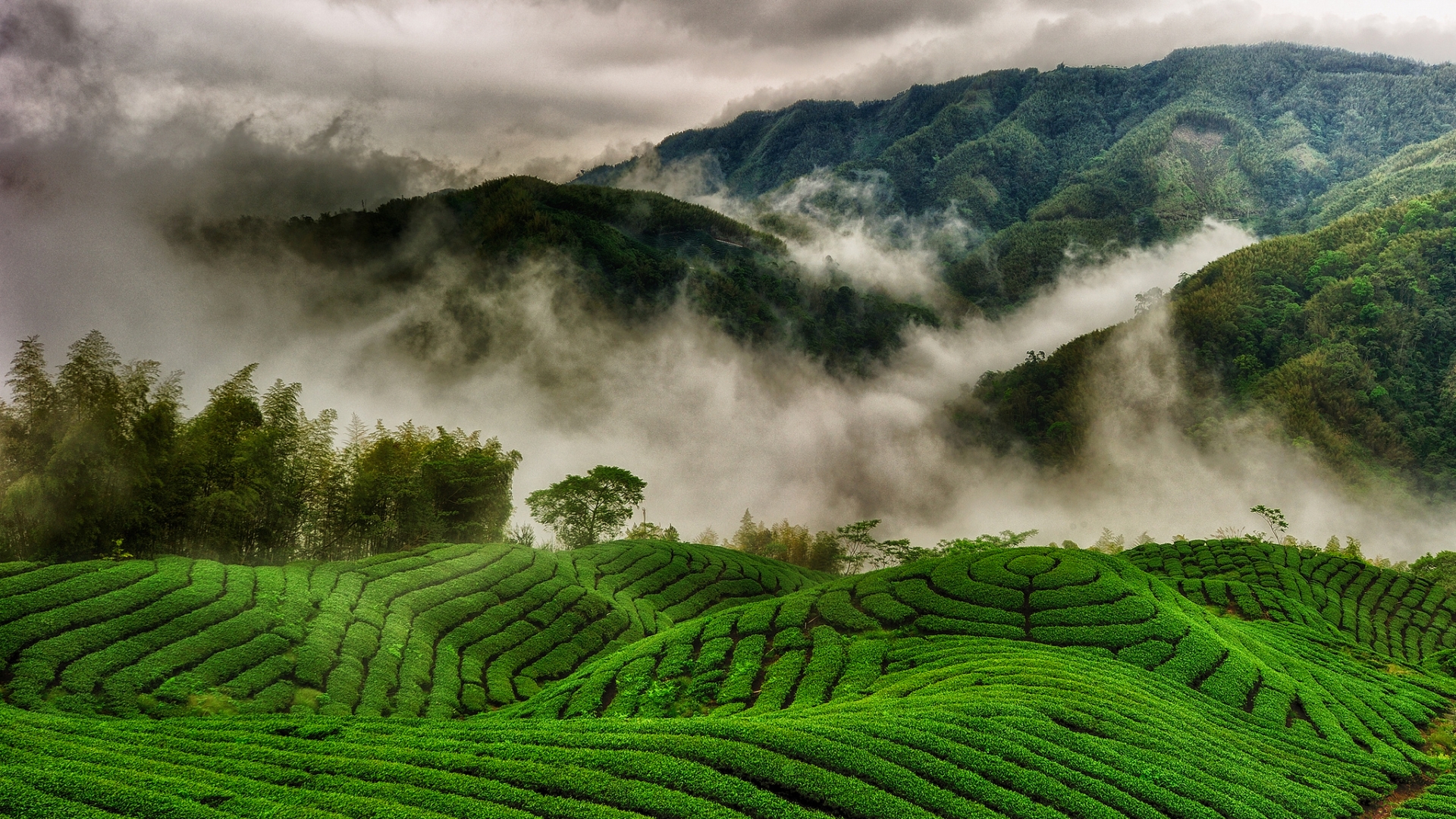 Nature, Summer, Field, Village, Japan, Plantation HD wallpaper | Pxfuel