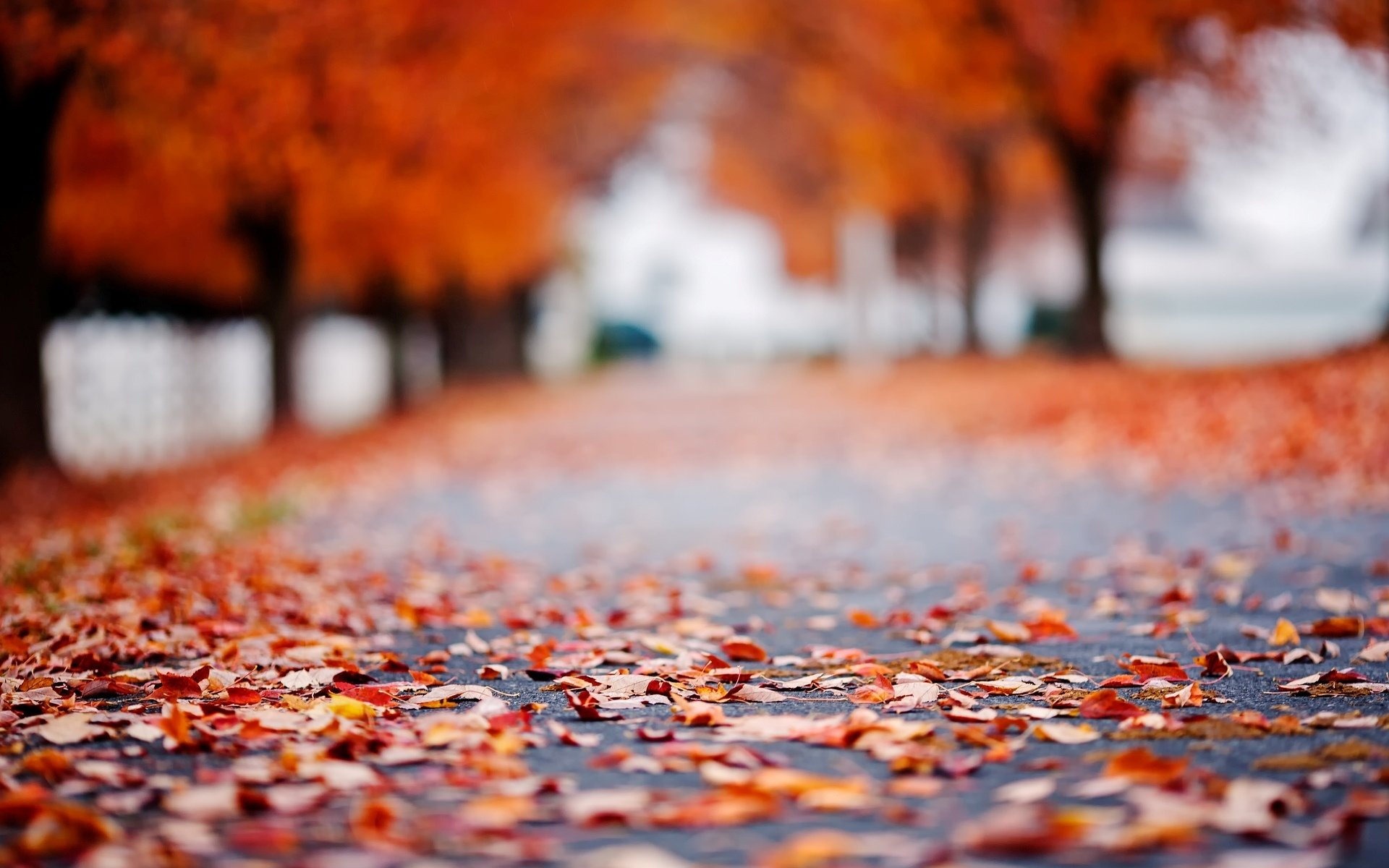 Fall HD  Wallpaper Background Image 1920x1200 ID 