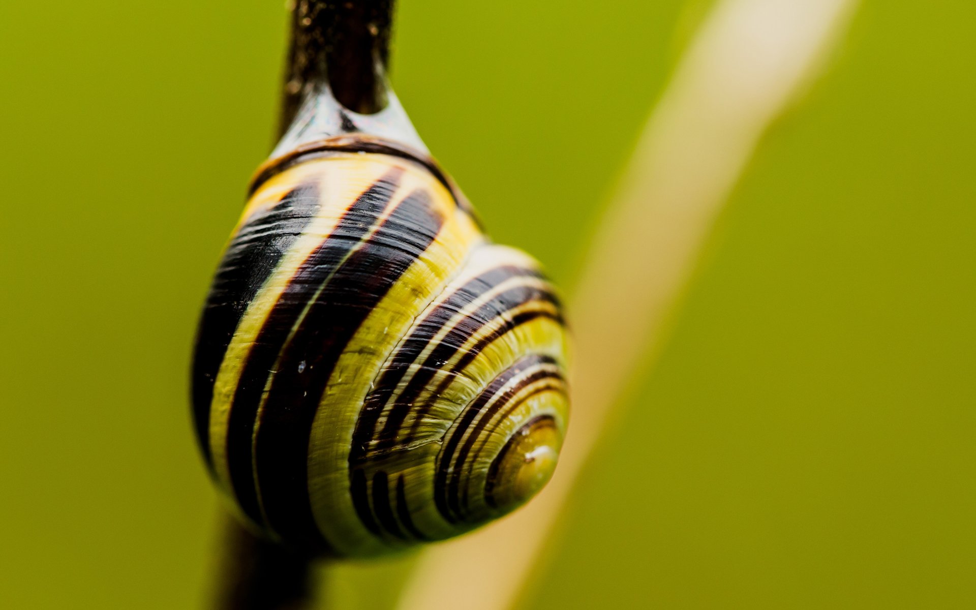 Snail HD Wallpaper