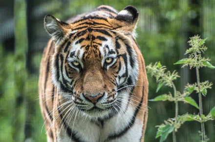 Close-up HD wallpaper of an Amur tiger with intense eyes, surrounded by green foliage, showcasing the majestic animal in vivid detail.