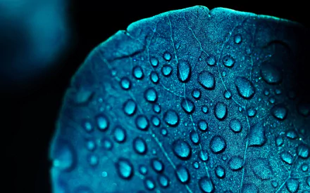 Close-up of a leaf covered in dew drops, showcasing intricate water droplets on its textured surface in a high-definition nature wallpaper.