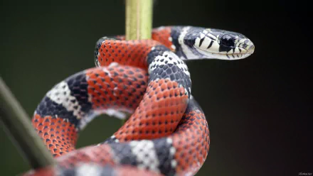 Animal false coral snake HD Desktop Wallpaper | Background Image