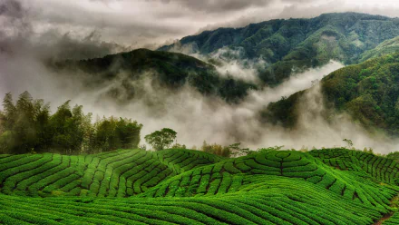 HD PC desktop wallpaper/background: man-made tea plantation with vivid terraced rows across rolling hills, mist drifting through forested valleys and distant mountains.
