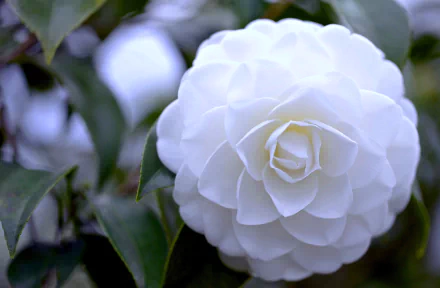 A close-up of a beautiful white camellia flower, surrounded by lush green leaves, capturing the essence of spring in vibrant detail. This 4K Ultra HD image serves as a stunning desktop wallpaper.
