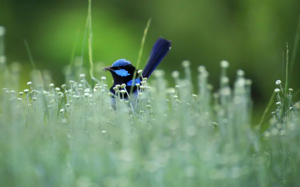 Superb fairywren bird Animal wren HD Desktop Wallpaper | Background Image