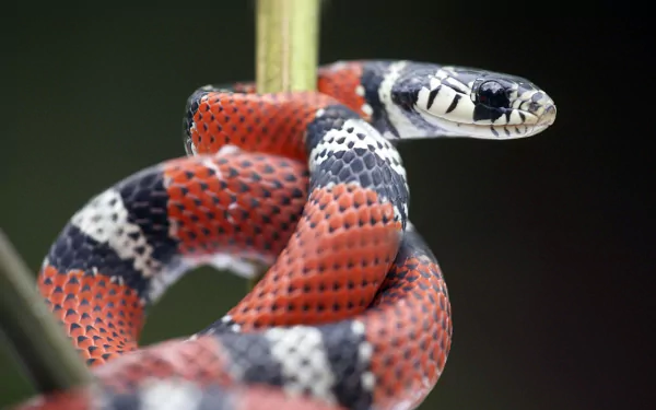 Animal false coral snake HD Desktop Wallpaper | Background Image