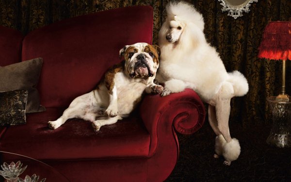 Animal Dog Dogs Poodle HD Wallpaper | Background Image